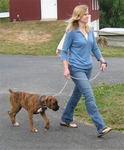 Health Benefits Your Pet Gains When Taken for a Daily Walk